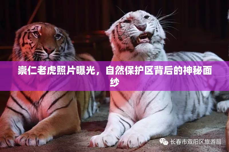 崇仁老虎照片曝光，自然保護區(qū)背后的神秘面紗
