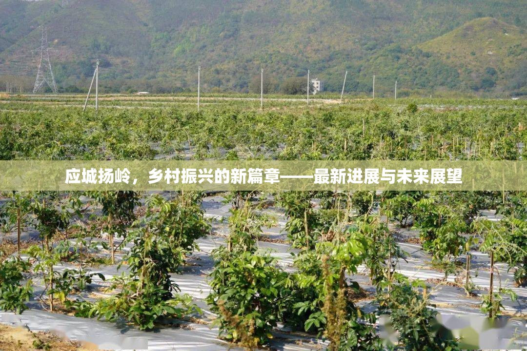 應(yīng)城揚嶺，鄉(xiāng)村振興的新篇章——最新進展與未來展望