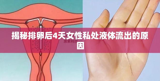 揭秘排卵后4天女性私處液體流出的原因