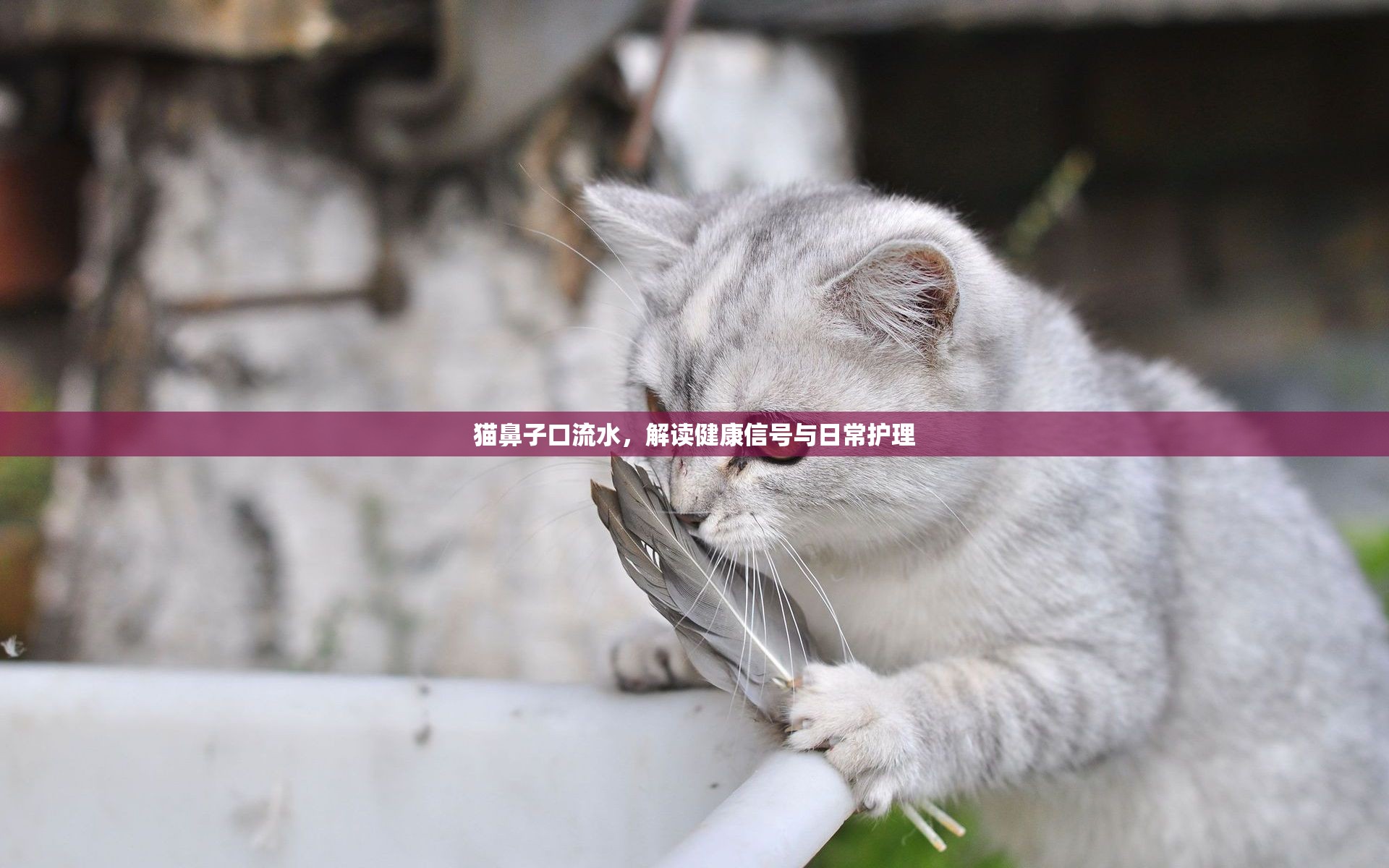 貓鼻子口流水，解讀健康信號與日常護(hù)理