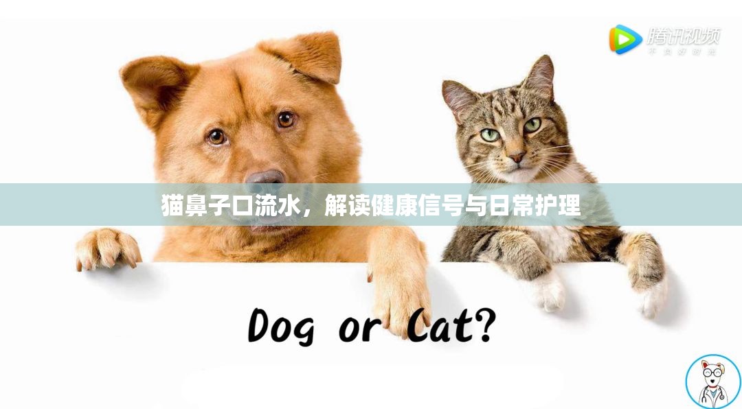 貓鼻子口流水，解讀健康信號與日常護(hù)理