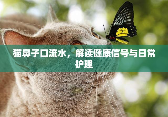 貓鼻子口流水，解讀健康信號與日常護(hù)理