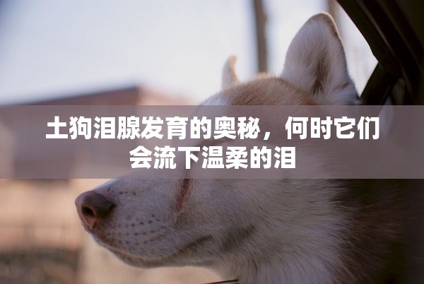 土狗淚腺發(fā)育的奧秘，何時它們會流下溫柔的淚