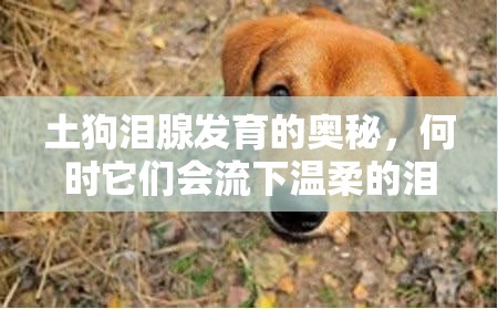 土狗淚腺發(fā)育的奧秘，何時它們會流下溫柔的淚