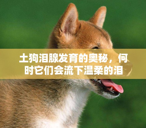 土狗淚腺發(fā)育的奧秘，何時它們會流下溫柔的淚
