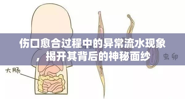傷口愈合過程中的異常流水現(xiàn)象，揭開其背后的神秘面紗