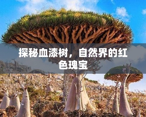 探秘血漆樹(shù)，自然界的紅色瑰寶