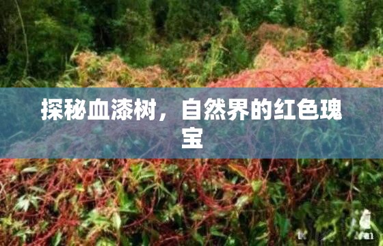 探秘血漆樹(shù)，自然界的紅色瑰寶