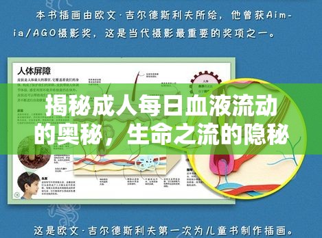 揭秘成人每日血液流動(dòng)的奧秘，生命之流的隱秘旅程