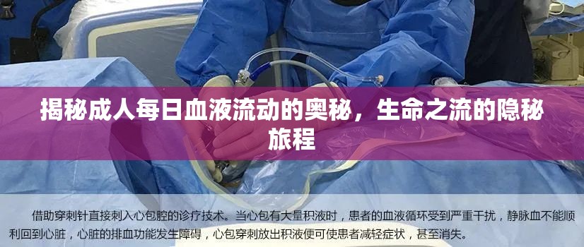 揭秘成人每日血液流動(dòng)的奧秘，生命之流的隱秘旅程