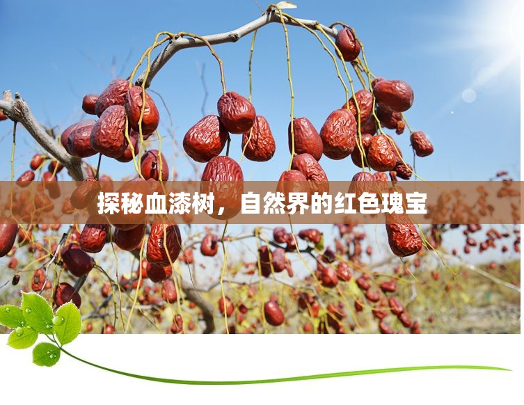 探秘血漆樹(shù)，自然界的紅色瑰寶