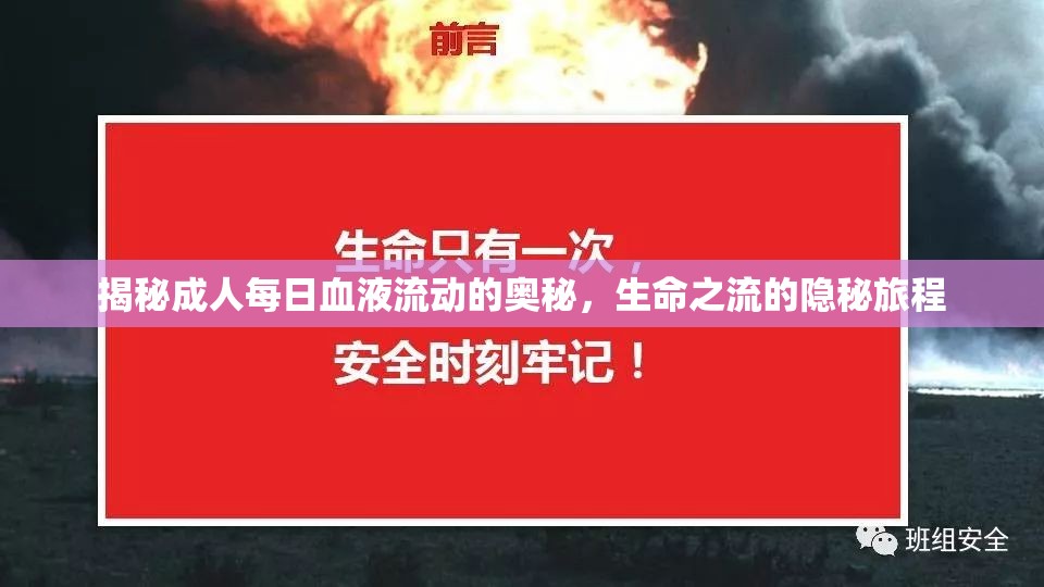 揭秘成人每日血液流動(dòng)的奧秘，生命之流的隱秘旅程