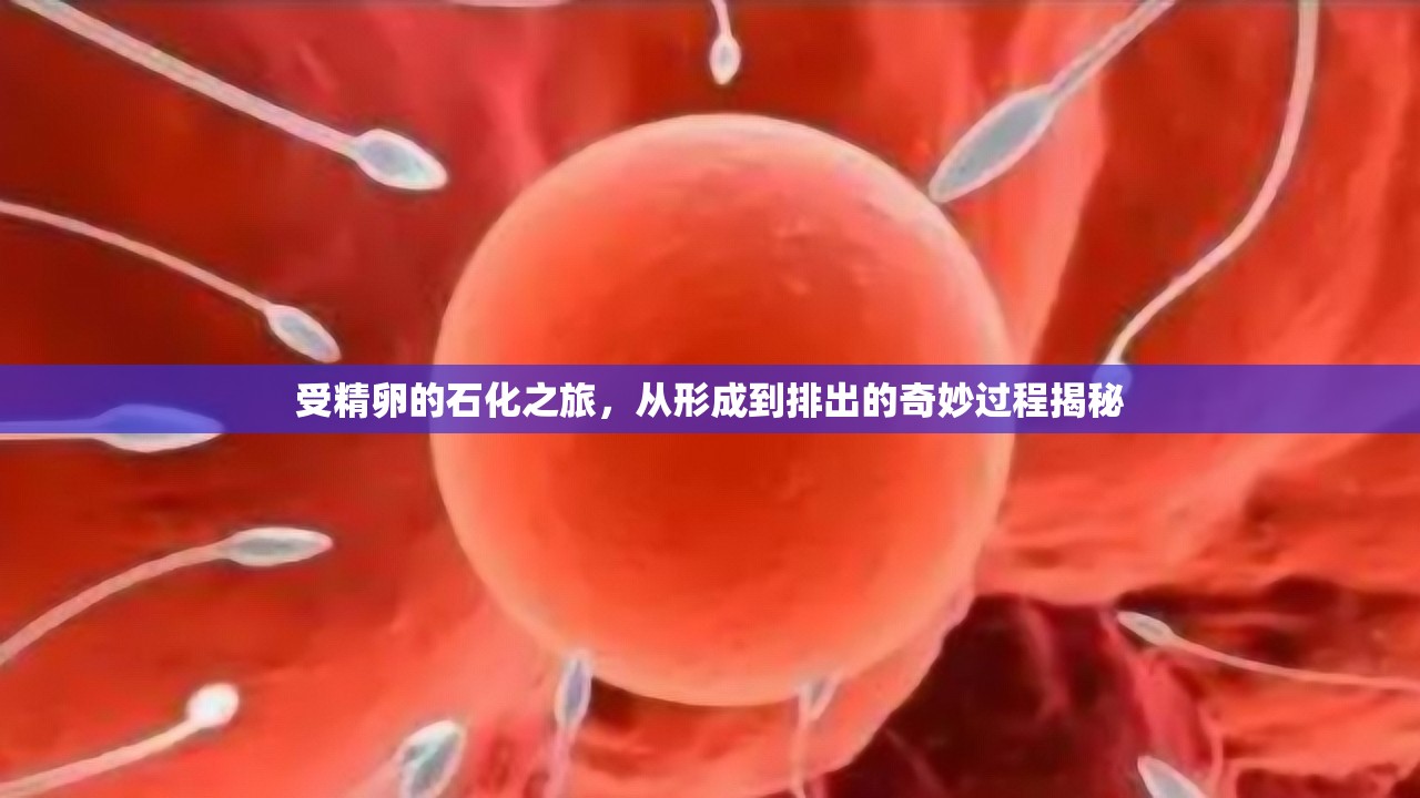 受精卵的石化之旅，從形成到排出的奇妙過程揭秘