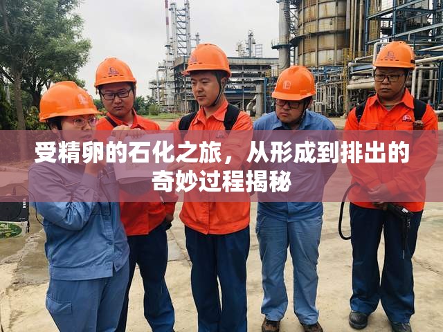 受精卵的石化之旅，從形成到排出的奇妙過程揭秘