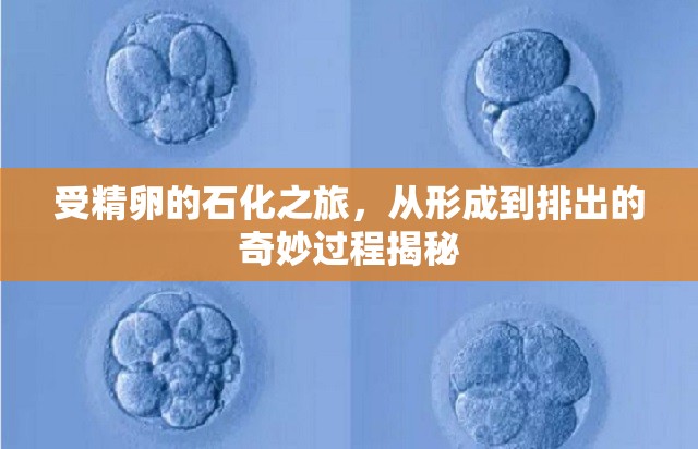 受精卵的石化之旅，從形成到排出的奇妙過程揭秘