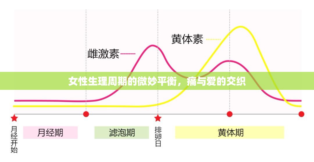 女性生理周期的微妙平衡，痛與愛的交織