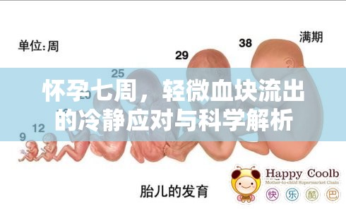懷孕七周，輕微血塊流出的冷靜應(yīng)對(duì)與科學(xué)解析