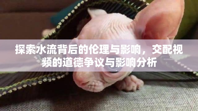 探索水流背后的倫理與影響，交配視頻的道德爭議與影響分析