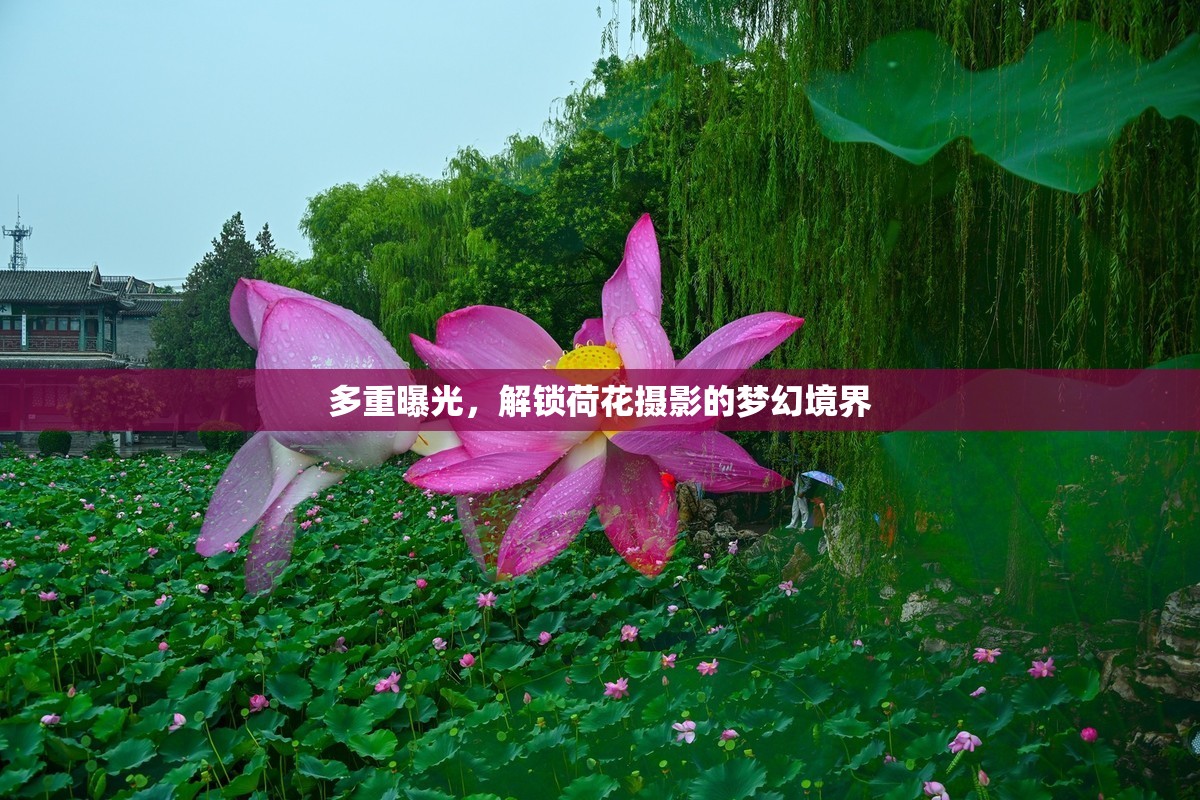 多重曝光，解鎖荷花攝影的夢幻境界