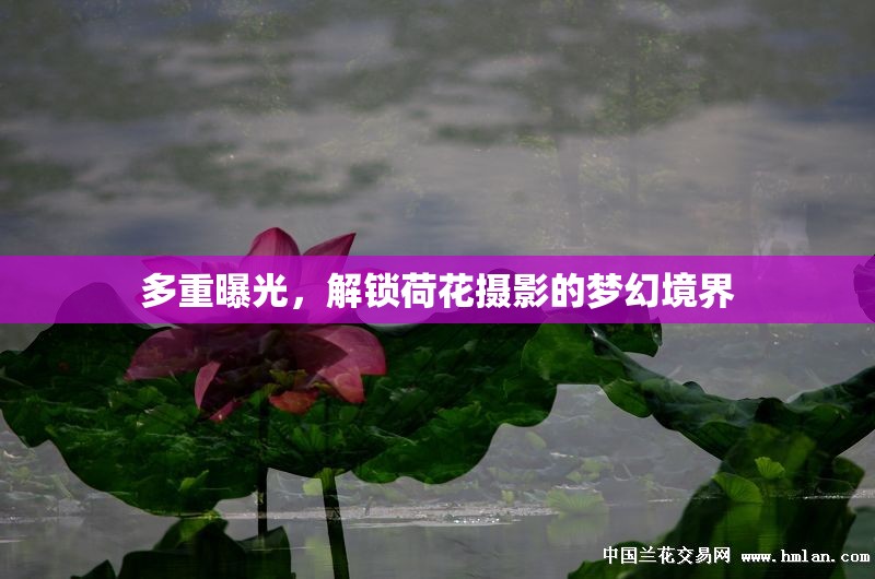 多重曝光，解鎖荷花攝影的夢幻境界