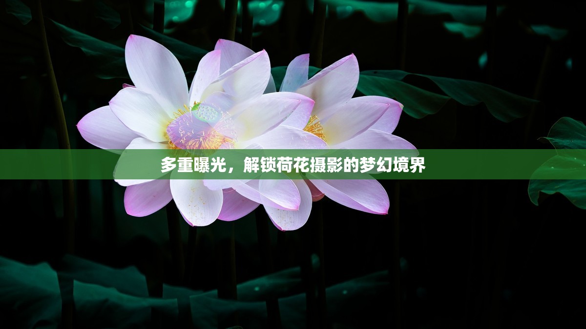 多重曝光，解鎖荷花攝影的夢幻境界