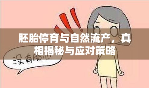 胚胎停育與自然流產(chǎn)，真相揭秘與應(yīng)對策略