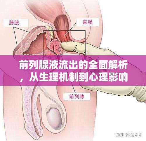前列腺液流出的全面解析，從生理機制到心理影響
