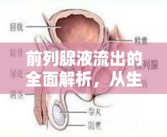 前列腺液流出的全面解析，從生理機制到心理影響