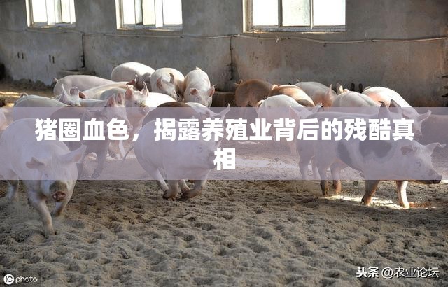 豬圈血色，揭露養(yǎng)殖業(yè)背后的殘酷真相