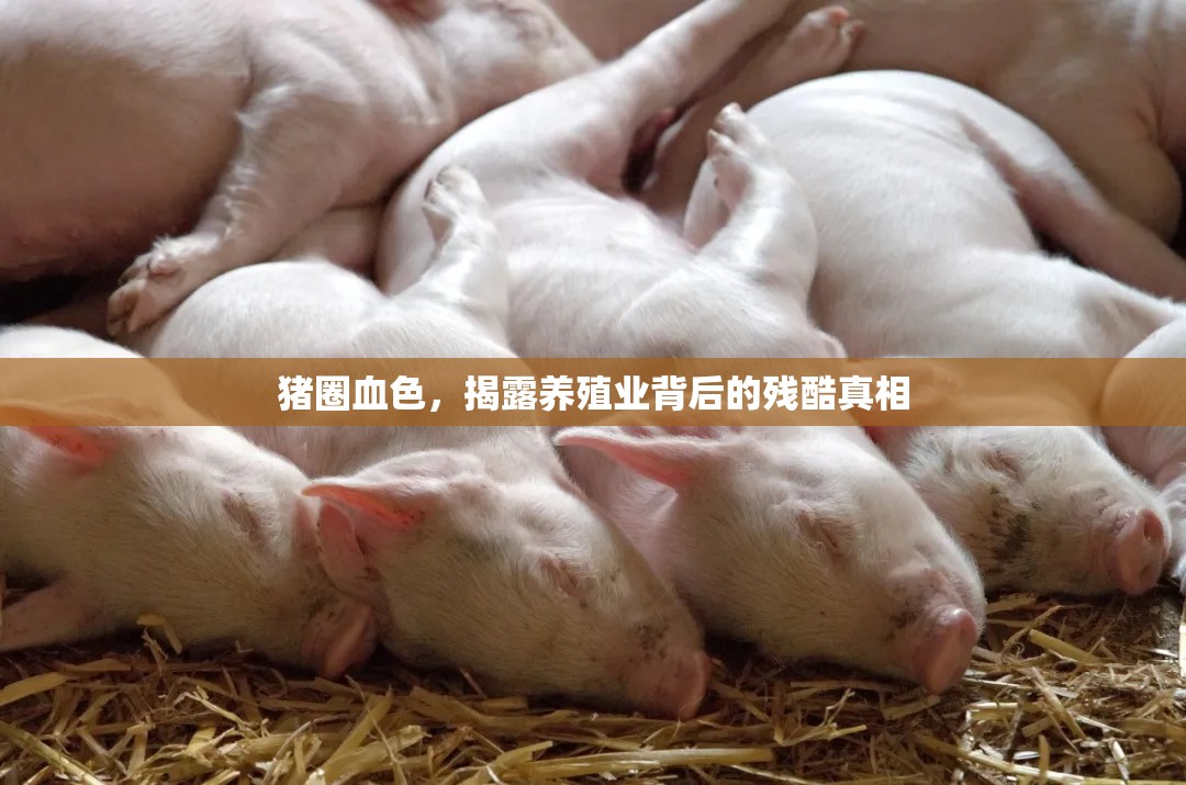 豬圈血色，揭露養(yǎng)殖業(yè)背后的殘酷真相
