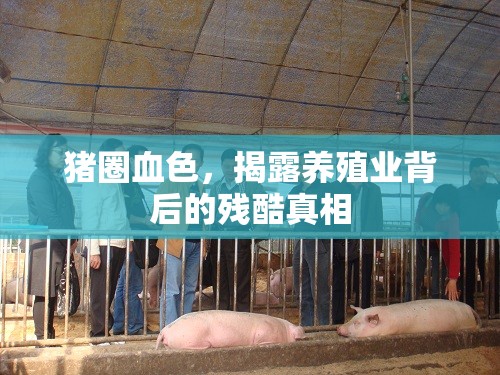 豬圈血色，揭露養(yǎng)殖業(yè)背后的殘酷真相