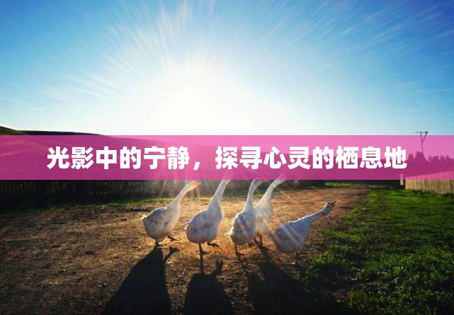 光影中的寧靜，探尋心靈的棲息地