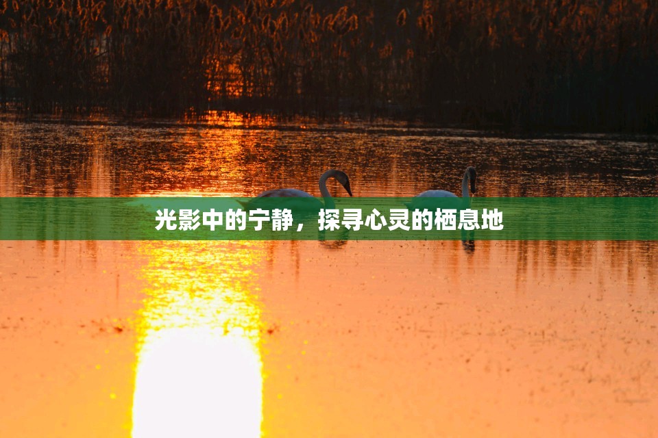 光影中的寧靜，探尋心靈的棲息地