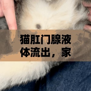 貓肛門腺液體流出，家庭護(hù)理與專業(yè)指導(dǎo)的全面指南