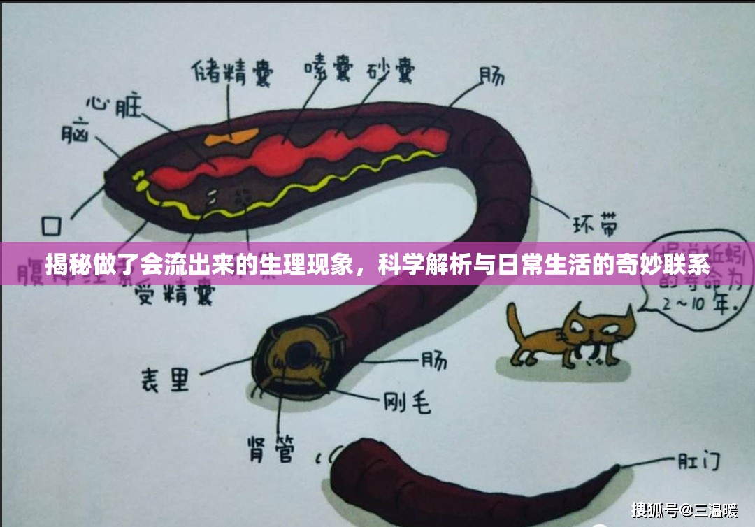揭秘做了會(huì)流出來(lái)的生理現(xiàn)象，科學(xué)解析與日常生活的奇妙聯(lián)系