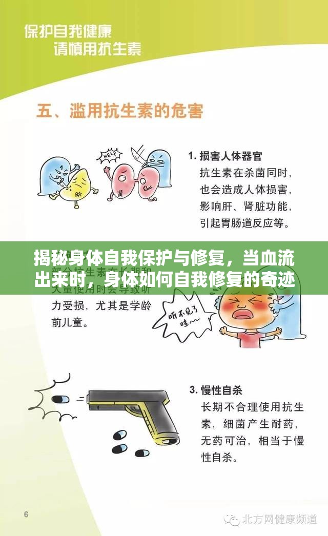 揭秘身體自我保護(hù)與修復(fù)，當(dāng)血流出來時，身體如何自我修復(fù)的奇跡