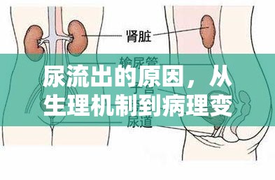 尿流出的原因，從生理機(jī)制到病理變化的全面解析