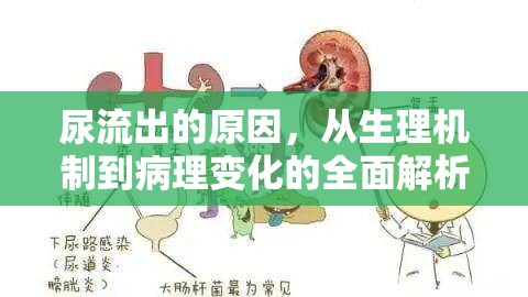 尿流出的原因，從生理機(jī)制到病理變化的全面解析