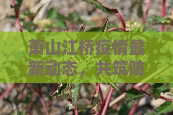 蕭山江橋疫情最新動態(tài)，共筑防線，守護綠水青山