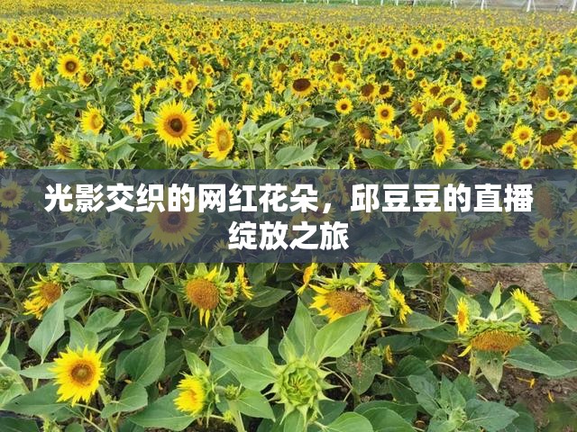 光影交織的網(wǎng)紅花朵，邱豆豆的直播綻放之旅