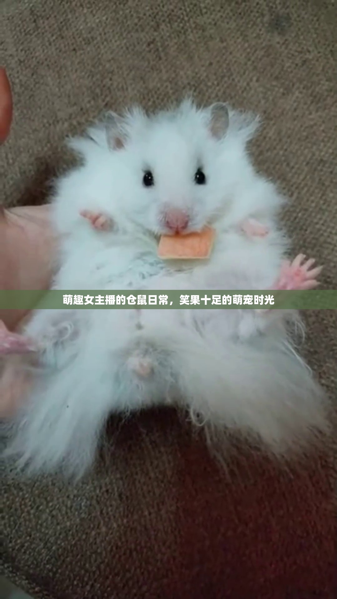 萌趣女主播的倉鼠日常，笑果十足的萌寵時光