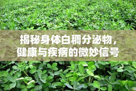 揭秘身體白稠分泌物，健康與疾病的微妙信號