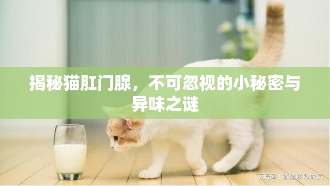 揭秘貓肛門腺，不可忽視的小秘密與異味之謎