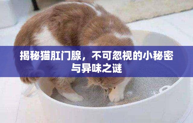 揭秘貓肛門腺，不可忽視的小秘密與異味之謎