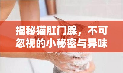 揭秘貓肛門腺，不可忽視的小秘密與異味之謎