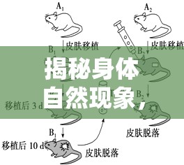 揭秘身體自然現(xiàn)象，硬起來與生理反應(yīng)的奧秘