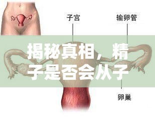 揭秘真相，精子是否會從子宮流出？