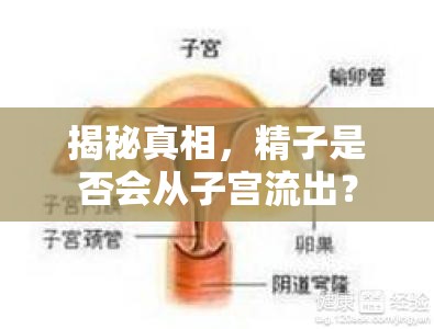 揭秘真相，精子是否會從子宮流出？