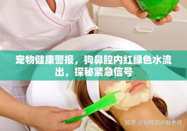 寵物健康警報(bào)，狗鼻腔內(nèi)紅綠色水流出，探秘緊急信號(hào)
