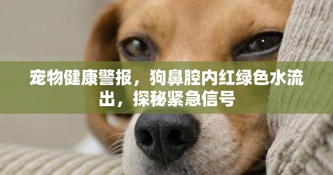 寵物健康警報(bào)，狗鼻腔內(nèi)紅綠色水流出，探秘緊急信號(hào)